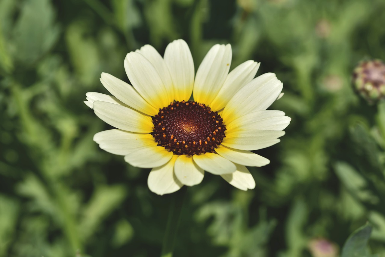 african daisy, geese flower, blossom